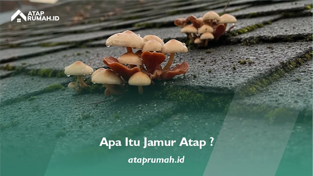 Apa Itu Jamur Atap